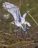 Breeding Egrets_45556